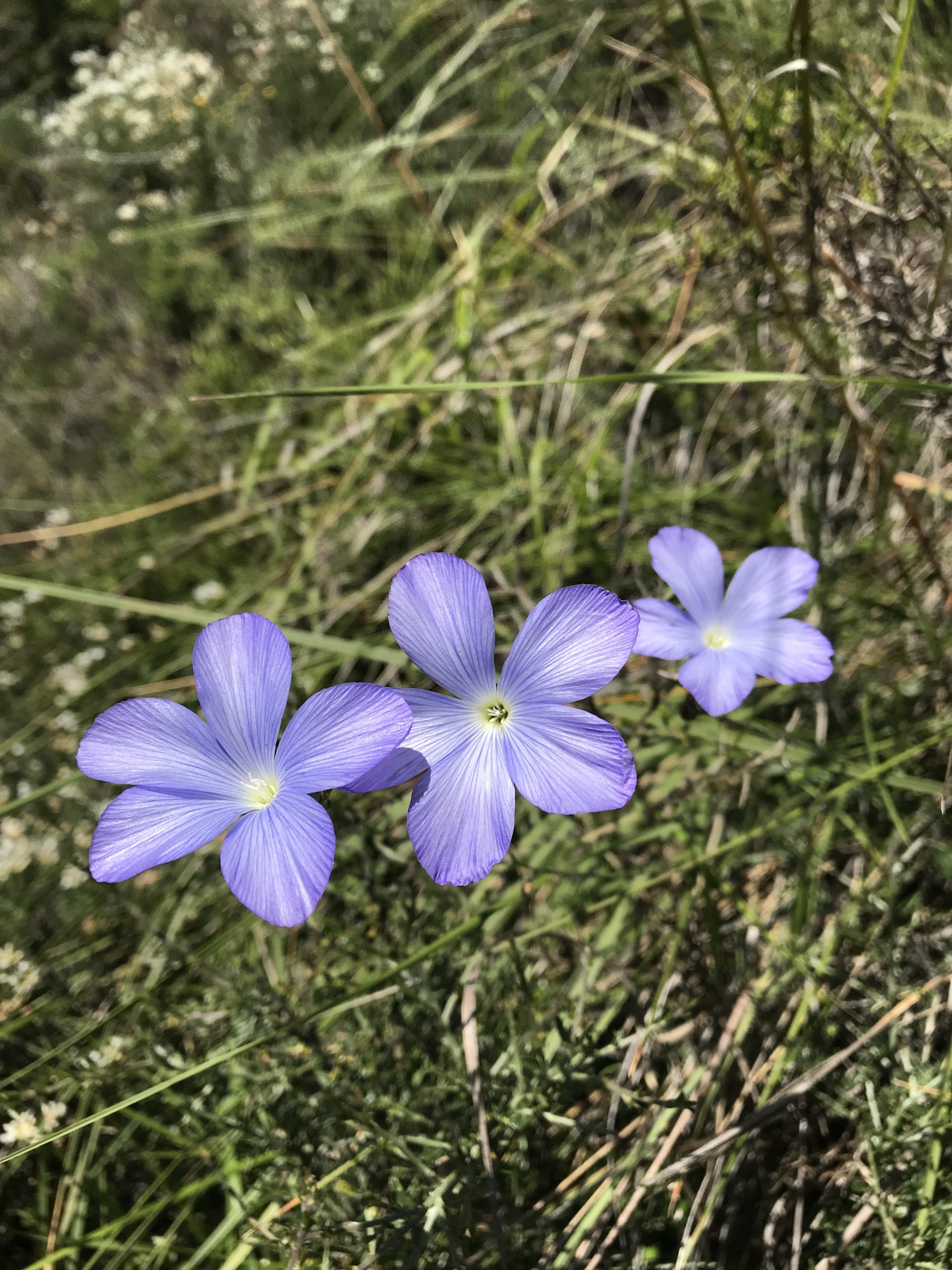 Fiori sul cammino