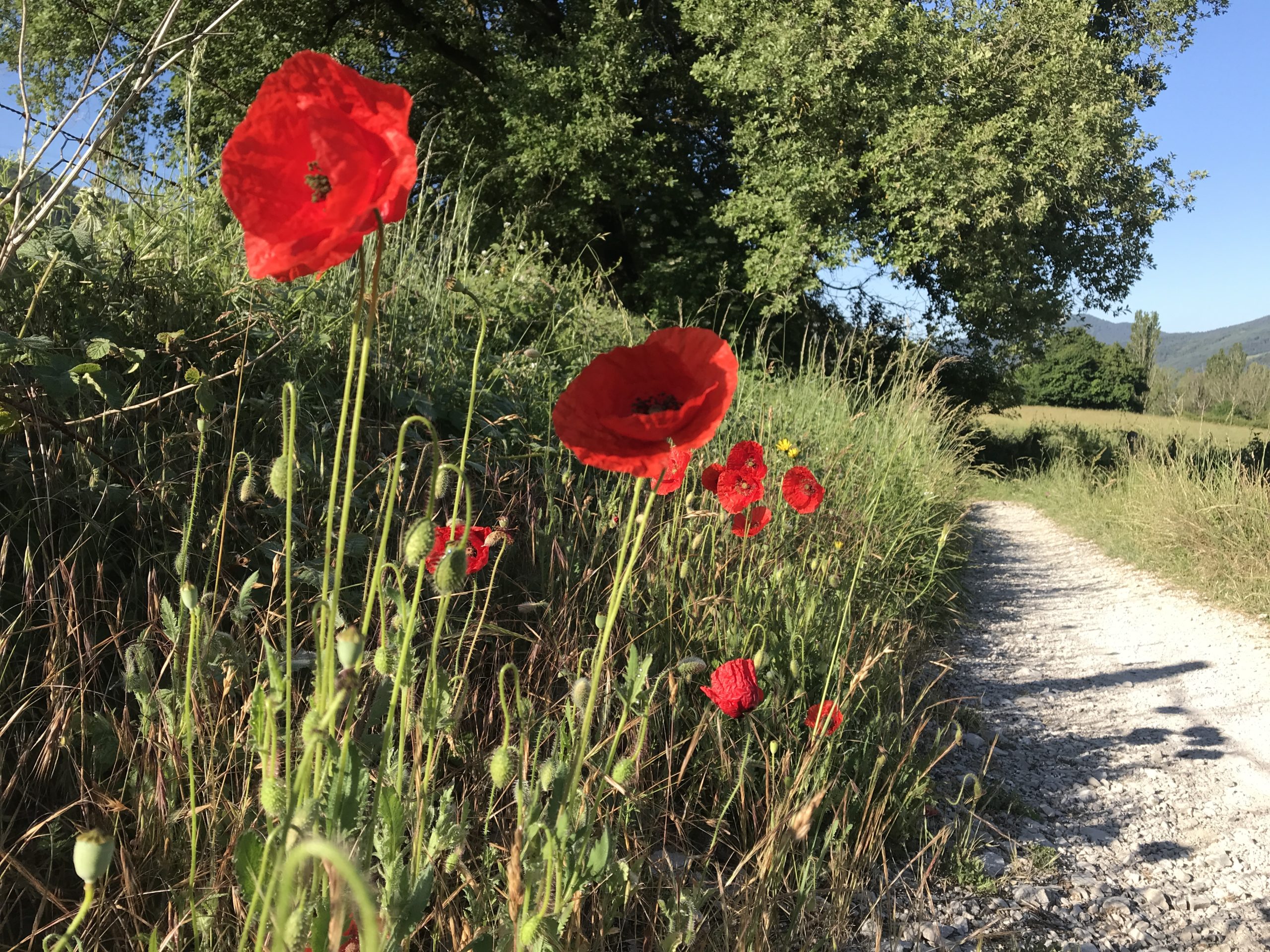 Primi km dopo Zubiri