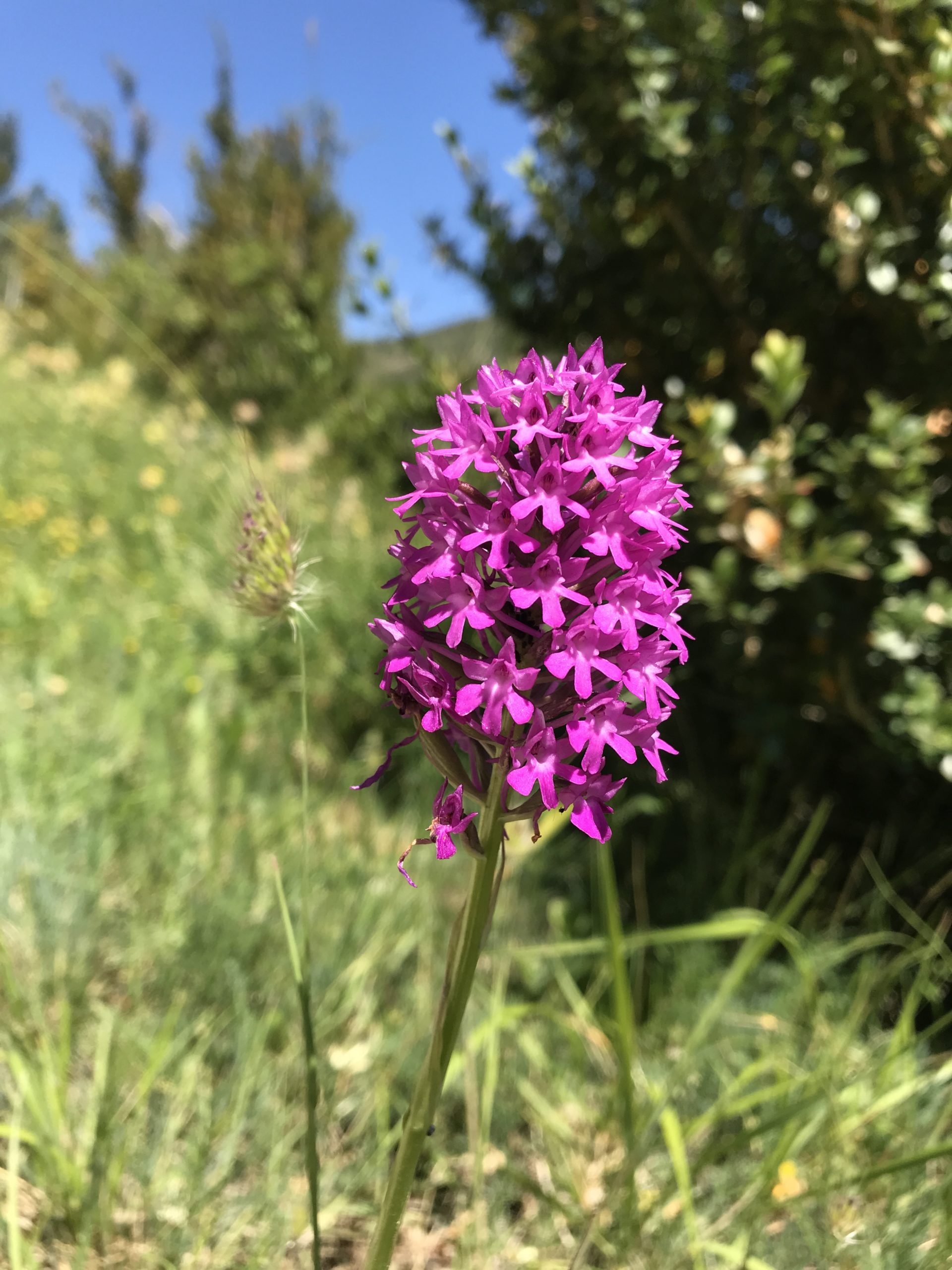 colori sgargianti