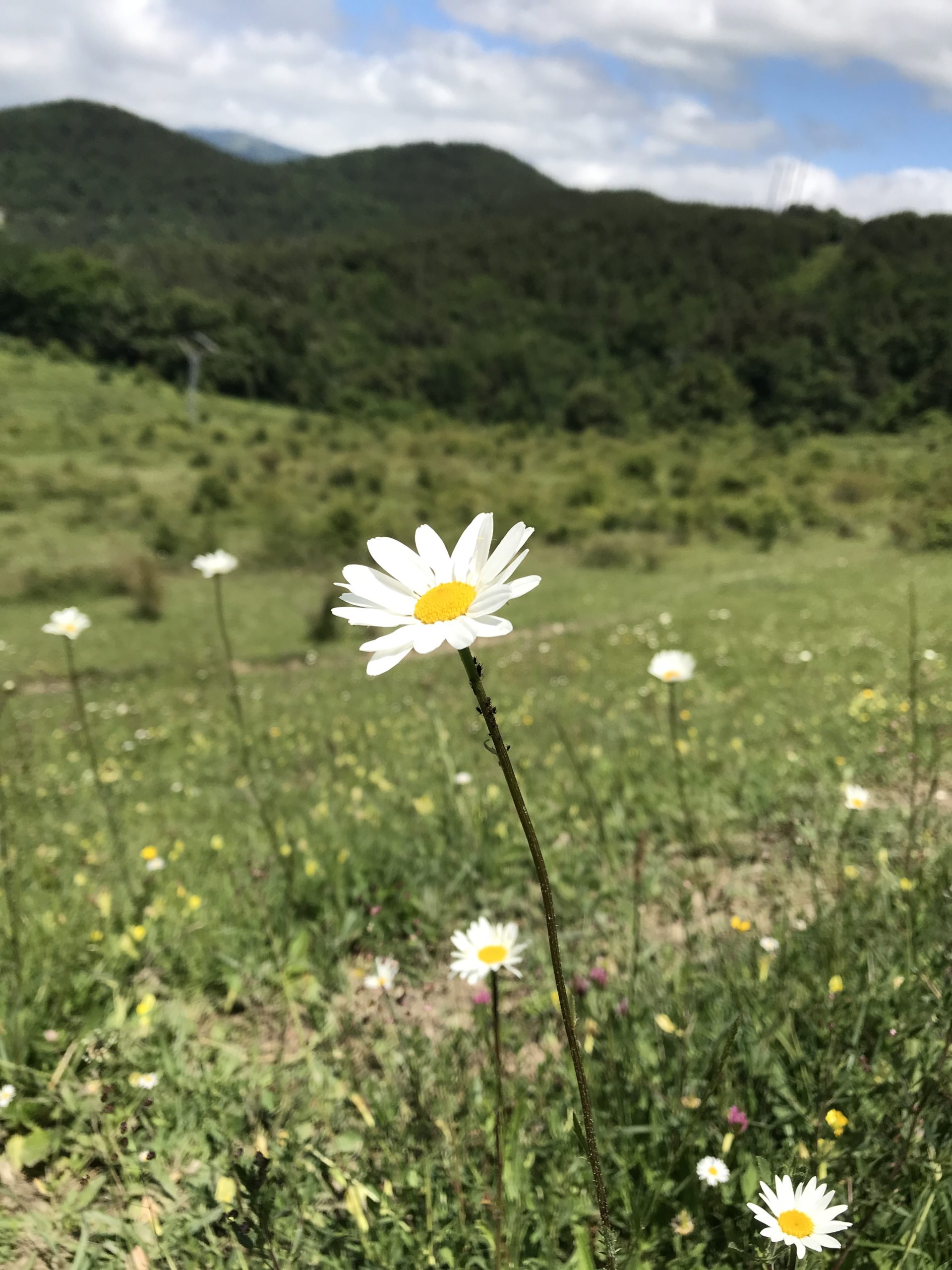 Prato nella tappa Roncisvalle Zubiri