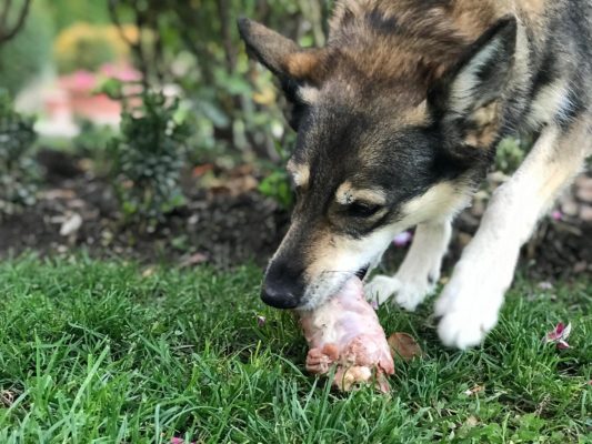 Cane con osso polposo (Dottor Fox)