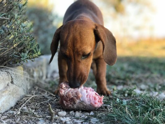 Bassottina con osso polposo (Dottor Fox)