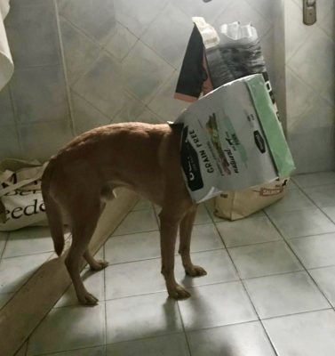 Dobby
