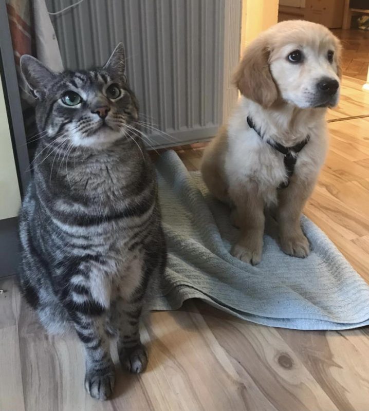 larca di ruth cat and dog