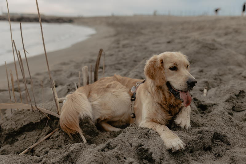 Luna at the beach